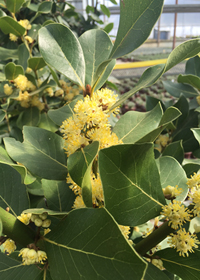 Laurus nobilis 'Crestwood'